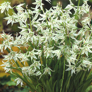 Ornithogalum Nutans Bulbs