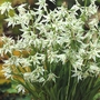 Ornithogalum Nutans Bulbs