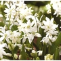 Scilla Siberica Alba Bulbs