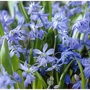 Scilla Siberica Bulbs