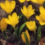 Sternbergia Lutea Bulbs