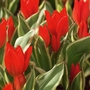 Tulip Praestans Unicum Bulbs