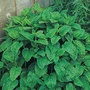 Herb Lemon Balm Seeds