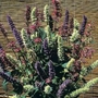 Agastache Fragrant Mixed Seeds