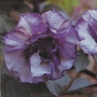 Angels Trumpet Double Blackcurrant Swirl Seeds