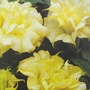 Angels Trumpet Double Golden Queen Seeds