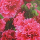 Hollyhock Fiesta Time Seeds