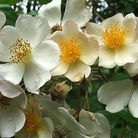 Wedding Day  Rambler Rose