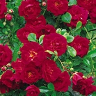 Crimson Shower - Rambler Rose