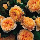 Crown Princess Margareta - Climbing Rose