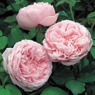 Spirit of Freedom - Climbing Rose