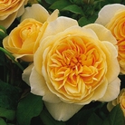 Teasing Georgia - Climbing Rose