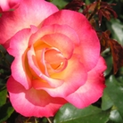 Birthday Girl Floribunda Rose