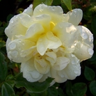 Golden Memories  Floribunda Rose