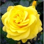 Golden Wedding  Floribunda Rose