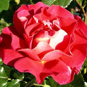 Happy Anniversary  Floribunda Rose