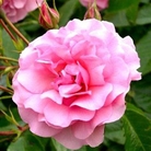 Happy Retirement Floribunda Rose