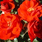 Ruby Anniversary - Floribunda Rose