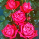 Birthday Boy  Hybrid Tea Rose
