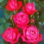 Birthday Boy  Hybrid Tea Rose