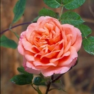 Blessings - Hybrid Tea Rose