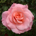 Congratulations  Hybrid Tea Rose