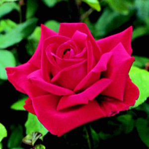 Loving Memory  Hybrid Tea Rose