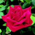 Loving Memory Hybrid Tea Rose