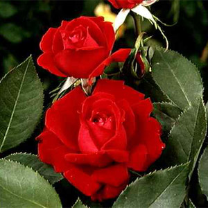 Ruby Wedding  Hybrid Tea Rose