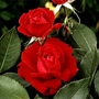 Ruby Wedding  Hybrid Tea Rose