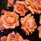 Special Occasion  Hybrid Tea Rose