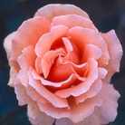 Warm Wishes  Hybrid Tea Rose
