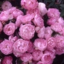 Pearl Anniversary  Patio Rose