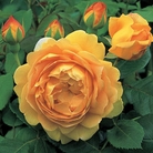 Golden Celebration  Shrub Rose
