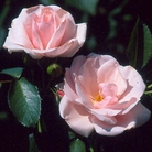 Many Happy Returns  Shrub Rose