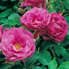 Wild Edric - English Rose