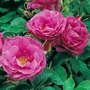 Wild Edric - English Rose