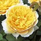 Charlotte  English Rose