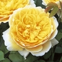 Charlotte  English Rose