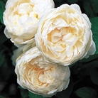 Glamis Castle - English Rose