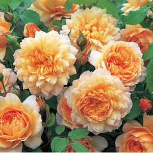 Grace - English Rose
