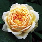 Jude the Obscure - English Rose