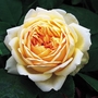Jude the Obscure - English Rose