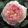 Sharifa Asma - English Rose