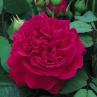 Tess of the dUrbervilles - English Rose