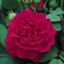 Tess of the dUrbervilles - English Rose