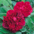 The Dark Lady - English Rose