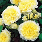 The Pilgrim - English Rose