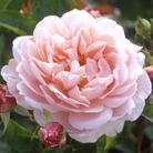 Wildeve - English Rose