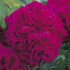 William Shakespeare 2000 - English Rose